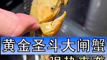 这种金黄色的大闸蟹，也不知道蒸熟了会不会变红。作为巨蟹座的黄金圣斗蟹，我觉得就叫他迪斯马斯克吧，简称