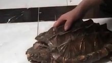 男子手拿食物喂鳄龟，直接往嘴里塞，结果被紧紧咬住左手食指