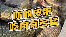 你的皮带就是这么一口一口吃大的！#鳄鱼养殖场 #鳄珍 #鳄鱼皮带 
