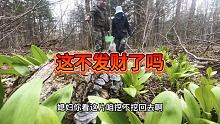 今天走狗屎运了，上山遇到大片野生山葱，媳妇馋的直接采了卷肉吃，一口下肚真是太爽了！ #我的乡村生活 