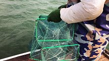 白天出海放地笼网，大哥包网要发财了吗，抓十几大青蟹