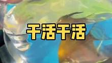 放假是不可能的！打包完了晒会太阳，这不香吗？#观赏鱼 #热带鱼 #水族 #热带观赏鱼