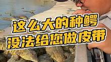 这么大的鳄鱼是不能给您做皮带的！只能让梅姐打头！#鳄鱼养殖场 #鳄鱼皮带 #鳄珍 