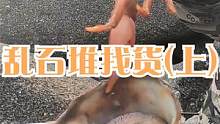 老渔民钻进巨石下找货，翻开乱石堆好货聚堆，一个螺比拳头还要大（上）