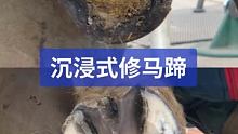 沉浸式修马蹄 #解压 #小海豹钉蹄 #手艺人