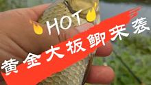 这算不算大板鲫，现在资源匮乏，我们这边这么大的鲫鱼很难求了。  #喜欢野钓 #户外钓鱼