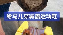 给马儿穿一双新款减震运动鞋 #修蹄钉掌 #解压 #小海豹