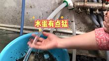 水蛋看着不大，作用一点也不小，一进一出，家里的管子就整明白了，大家都夸我