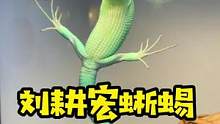 刘耕宏已经出现人传蜥#养爬姑娘 #爬宠 #异宠 #萌宠 #奇妙的动物 #龙纹翡翠蜥