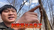 号称林区野菜天花板，刺嫩芽长终于出来了，采一些回去炒鸡蛋吃！ #小山村里的生活 #我的乡村生活 #新