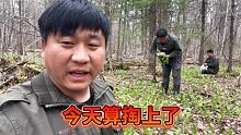 带上兄弟去端别人山葱窝子，找了好几天终于发现了，小嫩叶最好吃，一会采了三小袋子 #新农人计划 #我的