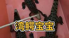 发现几只漂亮的湾鳄宝宝#小鳄鱼苗 #爬虫世界 #鳄鱼养殖场 #湾鳄