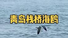 海鸥已经走了，有朋友说今年还没来得及去看，我就再发一个视频吧