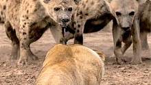 母狮独自面对一群鬣狗，从气势上碾压对方，让鬣狗不敢动手！#母狮 #动物世界 