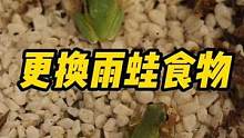 #好样说虫子 更换雨蛙食物，杜比亚比樱桃更好吗？