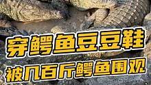 被鳄鱼围观是什么感觉？#鳄鱼养殖场 #鳄鱼皮带 #鳄珍 #鳄鱼皮鞋 