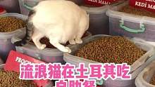 这恐怕是猫届天堂了吧？！#海外生活 #土耳其#土耳其流浪猫#疫情下的生活
