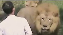 面对狮子 男子教科书式自救？