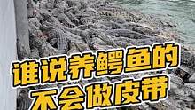 我们就是真正的源头，从养殖开始的哦！#鳄鱼养殖场 #鳄鱼皮带 #鳄珍 
