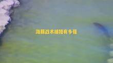 马戏团里海豚表演很精彩 没想到捕猎的海豚这么…man
