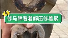 这玩意看着解压，干着是真累 #修蹄 #小海豹钉蹄 #手艺人