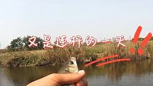 又是愉快的一天，鲫鱼连杆 #休闲野钓
