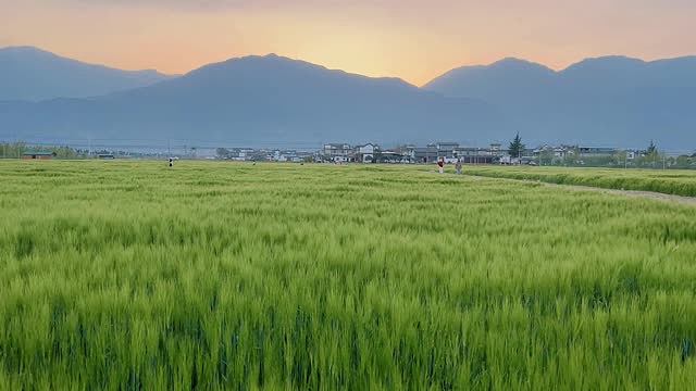 就只是大理的一片麦田,惹得房琪kiki 在大理住了一个月.