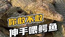 你敢伸手过来喂皮带吗？鳄鱼的哦！#鳄鱼皮带 #鳄鱼养殖场 #鳄珍 
