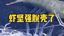虾坚强居然脱壳了 #海缸日记 #海洋生物 #frank的私人水族馆 #重新认识地球