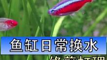 养鱼要不要换水历来争议都很大，那我抽一下水底的脏东西总没问题吧，你平常给鱼缸换水吗？养的又是什么鱼呢