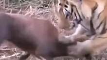 老虎狩猎动物#动物世界 #动物 #老虎 #羚羊 #疣猪 #热门 #万物皆有灵性 #精彩片段 