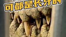 你的皮带可都是长牙的，凶不凶！#鳄鱼皮带 #鳄珍 #鳄鱼养殖场 