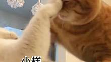 一下子就打到了我的…额 …脑巴#曼基康矮脚 #猫咪的迷惑行为 #萌宠 #家有傻猫 #矮脚猫 #记录猫