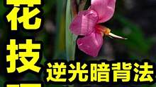 拍花快用“逆光暗背法”！高级大片随便拍！#摄影 #摄影技巧 #拍摄技巧 