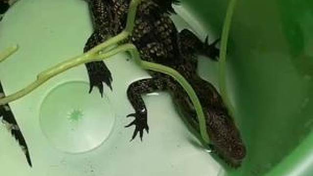 鳄鱼不大,阵势不小 #小鳄鱼苗