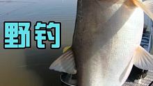#钓鱼 #五一假期钓鱼 #钓鱼人的快乐  第一次钓鲢鳙，新手光环