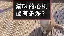 诡计多端的喵星人，为了让人开门可谓不择手段了#猫 #萌宠#搞笑 