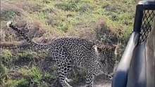 信不信我咬你哦！花豹妈妈为啥这么凶？！#非洲旅行 #南非#花豹#野生动物 #野生动物零距离