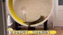 #猫 逆向运动？