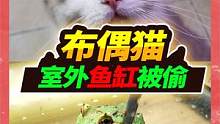 800块钱的布偶猫单挑野生泥鳅，室外800条鱼不翼而飞，整缸被偷走 #水族 #奇妙的动物 #布偶猫