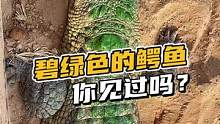 这么洋气的碧绿色，你喜欢吗？#鳄鱼养殖场 #鳄鱼皮带 #鳄珍 #农村生活 