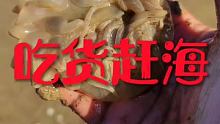 退大潮赶海挖海葵看看今天的收获 