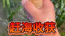 #赶海 #在快手看赶海 #户外赶海抓海鲜
