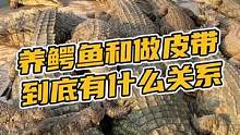 到底养鳄鱼和做皮带有什么关系？#鳄鱼养殖场 #鳄珍 #鳄鱼皮带 
