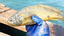 老张赚大了，刚出港第一网就捕获一条纯野生大黄鱼，人品大爆发啊