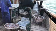 老张又起了一网，这一网捕了十多筐渔获，老张带你看看都有什么