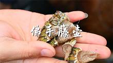翻山跨海挖到的佛手藤壶，味道鲜甜无比，被誉为是地狱海鲜