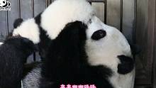 你以为的熊猫妈妈 vs 实际上的熊猫妈妈