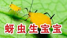 你见过蚜虫生宝宝吗？蚜虫帝国还真有趣！