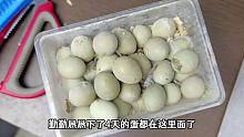 第二批芦丁鸡蛋开始孵化，目标2000只再接再厉，自养鸡终于下蛋啦